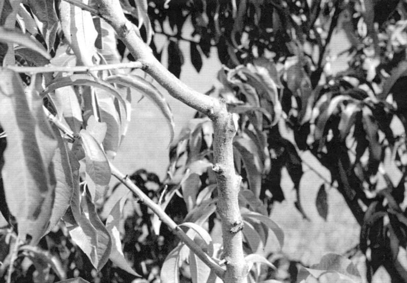 Black and white close up of collar cuts