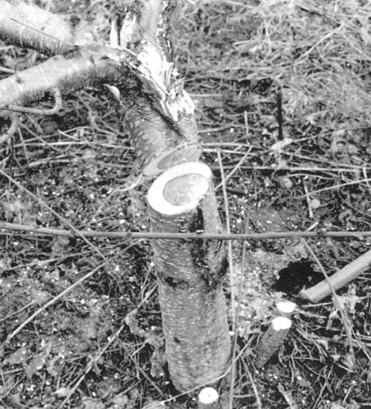 Black and white photo of a winter-injured peach tree 