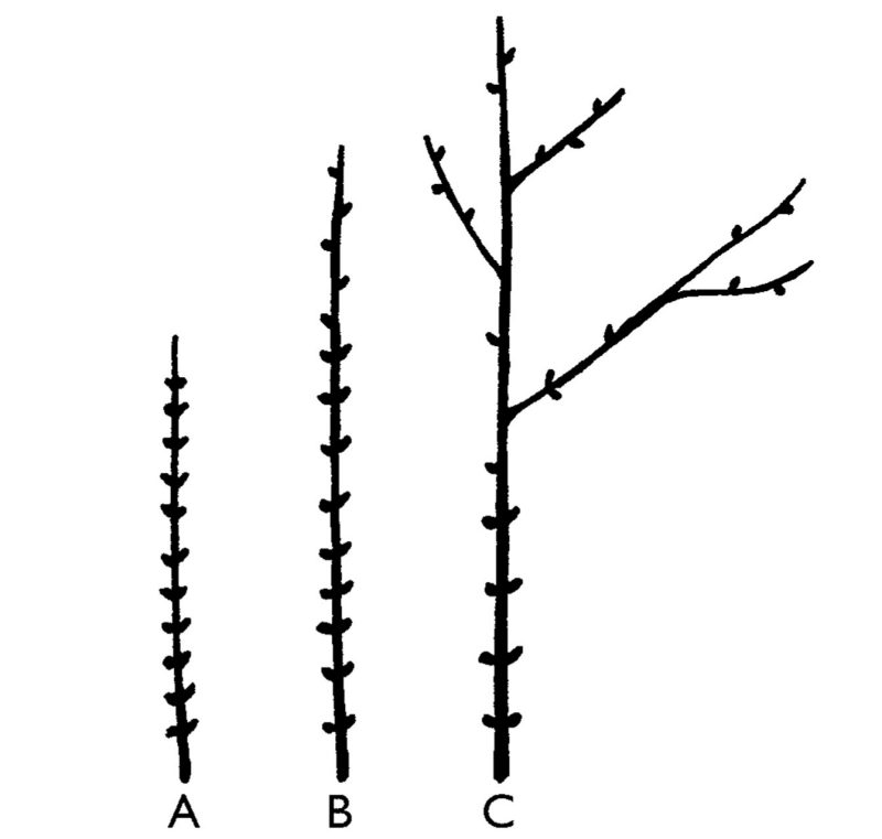 illustration of three branches with buds