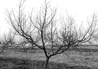 Black and white photo of a peach tree without leaves