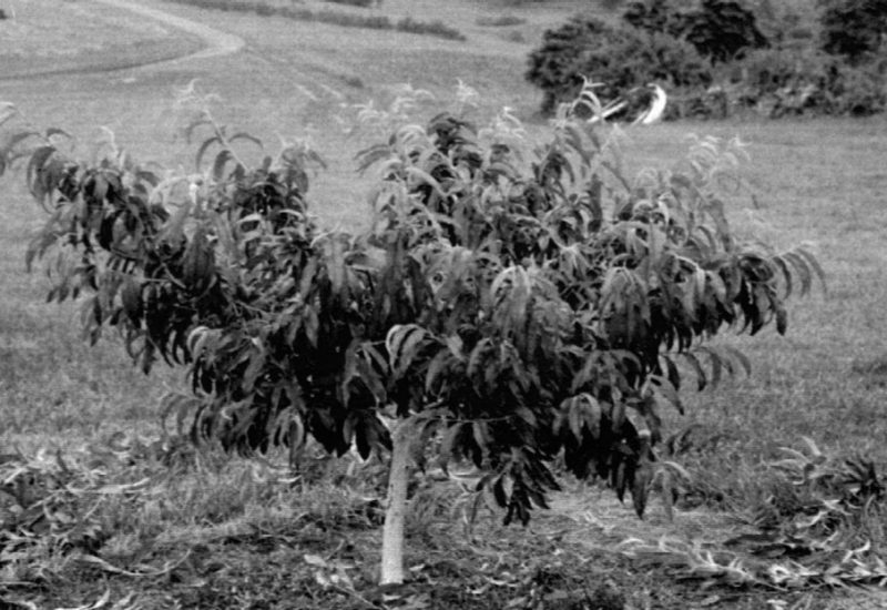 Black and white photo of a peach tree with leaves