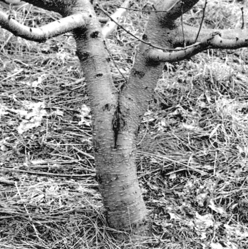 Black and white photo of crotch