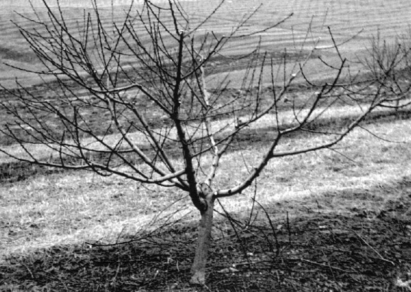 Black and white photo of a peach tree without leaves