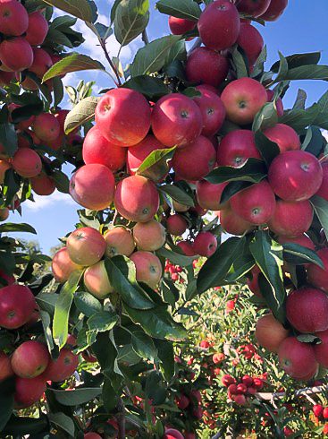 Gala apples hanging from a tree branch.