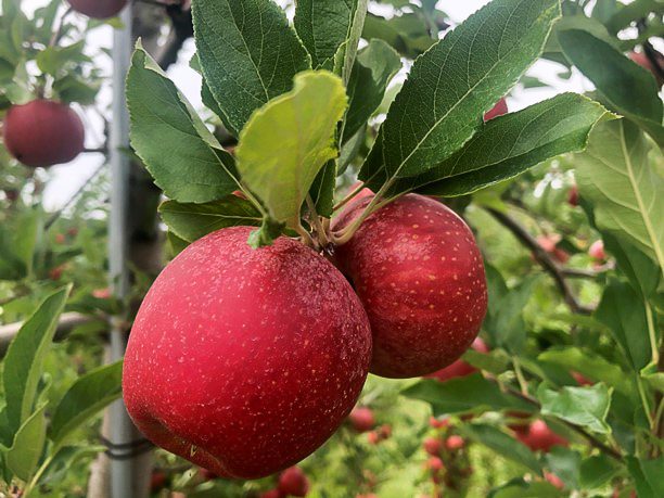 Two Crimson Crisp apples hanging together under some green leaves on a branch.