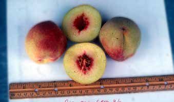 Photo of Rio-Oso-Gem with a ruler, showcasing three pieces of fruit. The central fruit is sliced in half, with one fruit on each side.