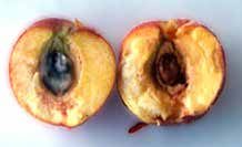 Photo of a halved fruit.