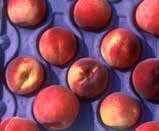 photo of many cresthaven in a blue container.