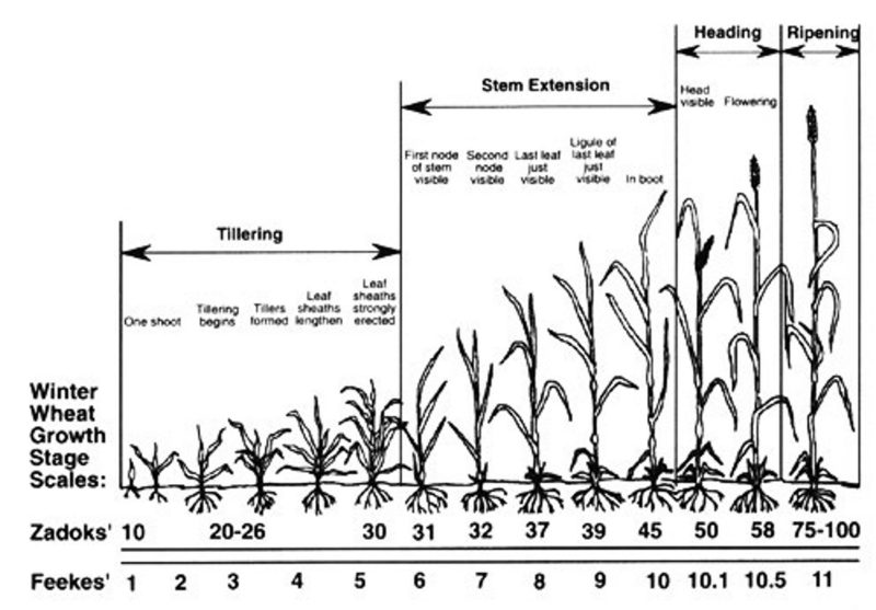 Growth stages of wheat according to the Zadoks and Feekes scales