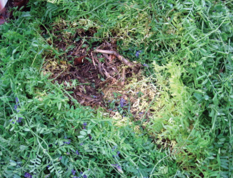 Hairy vetch cover crop in brown color in the middle of green grass around