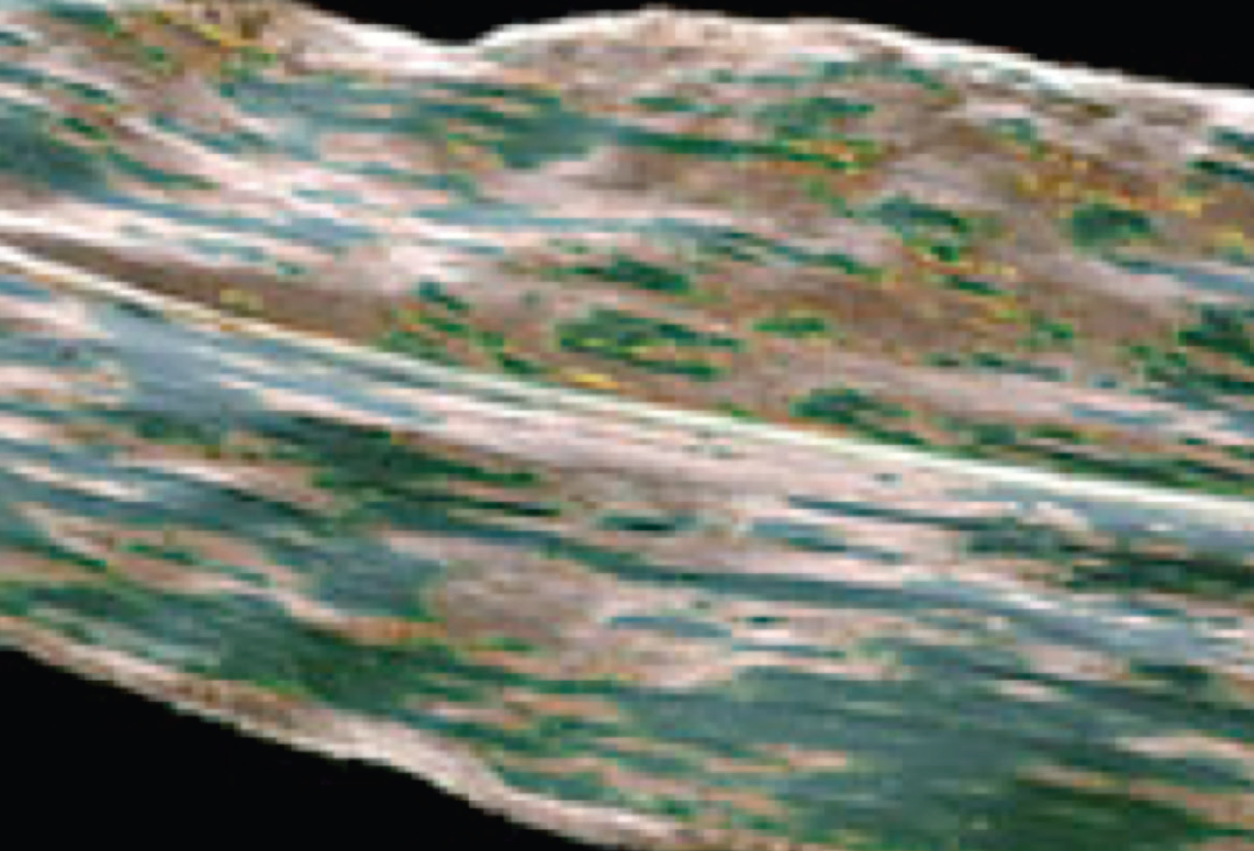 Gray leaf spot on green corn leaf