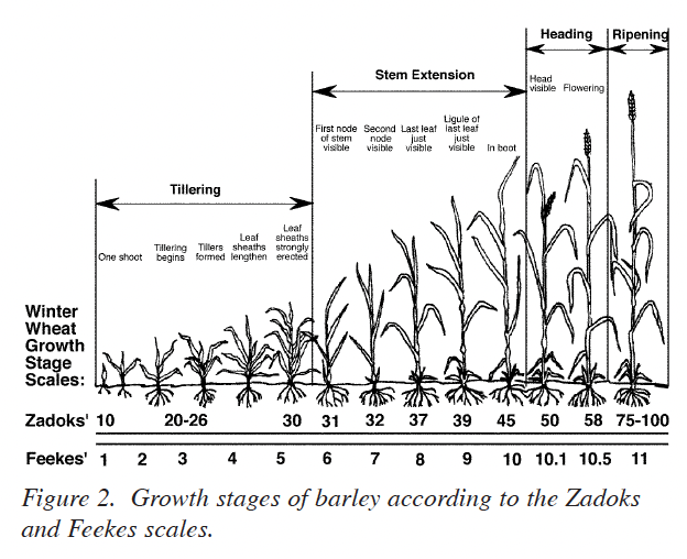 Barley lined up from left to right with the smallest on the left and tallest on the right