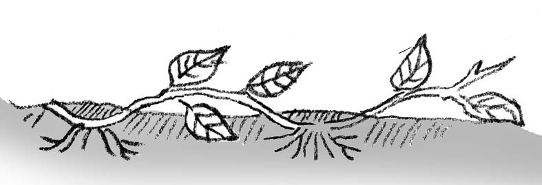 Illustration of compound layering