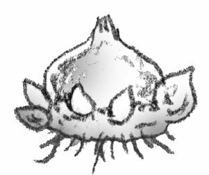 Illustration of a corm