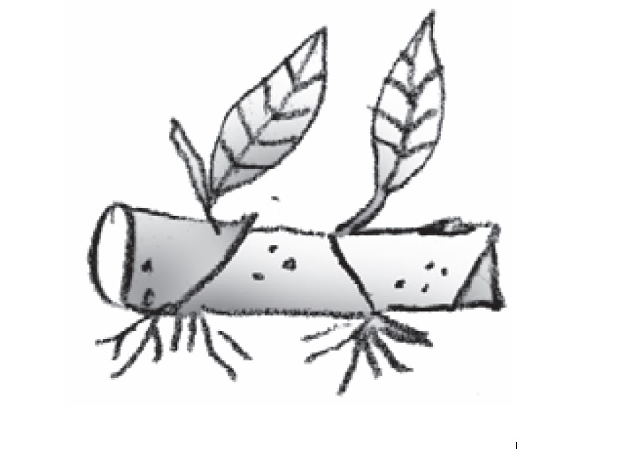 Illustration of cane cuttings