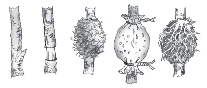 From left to right, five steps of air layering