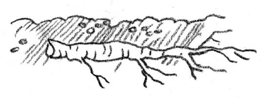 Illustration of a root inserted horizontally below surface