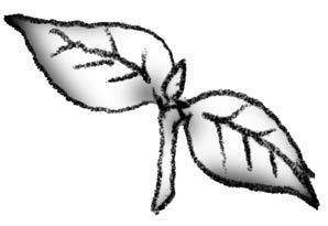 Illustration of cutting for double eye