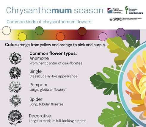 Infographic with text reading "chrysanthemum season: common kinds of chrysanthemum flowers" then a gradient showing an array of colors from white to purple (Rectangle)