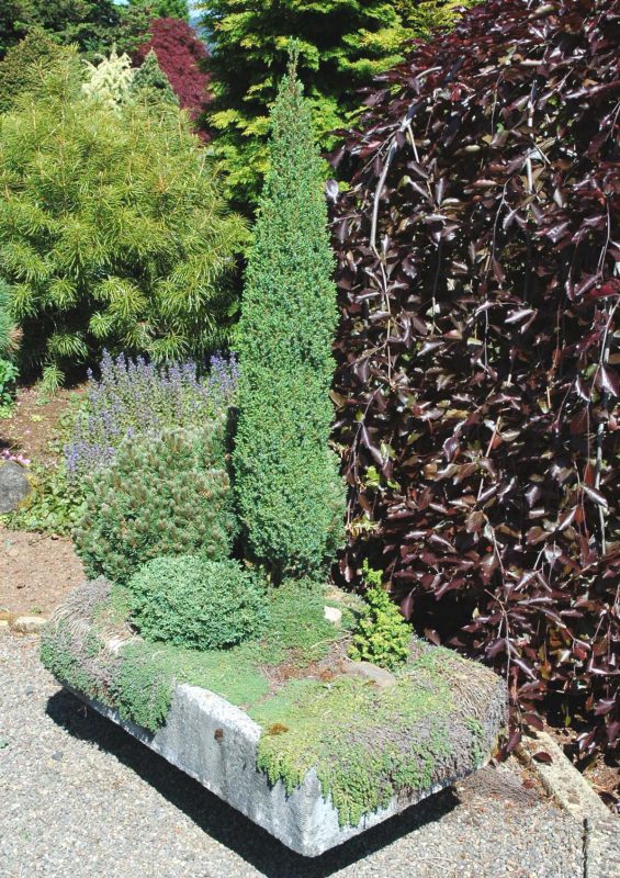 Trough Garden Plants 1