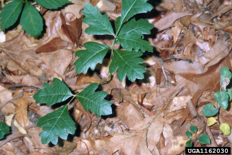 Green Poison Oak leaves growing out of the brown dead leaf-covered ground.
