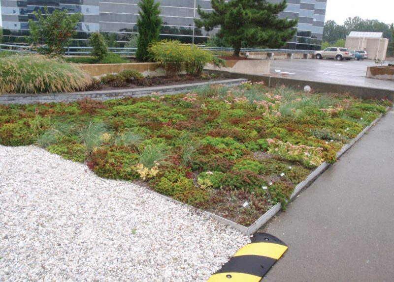 Photograph of vegetated roof. Note that roof contains both intensive and extensive sections.
