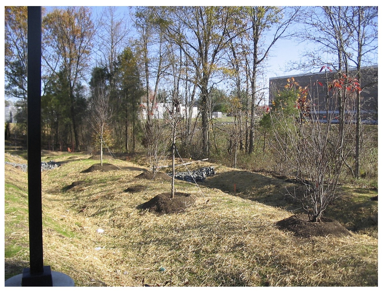 a photo of typical dry swale and trees