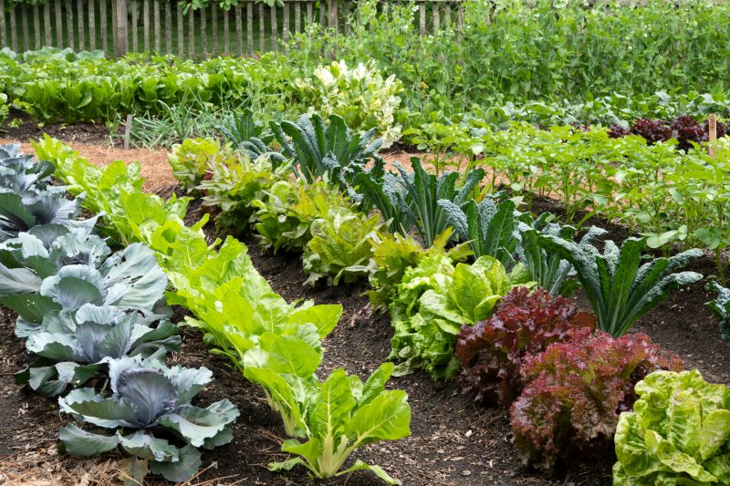 rows of vegtables planted in a garden