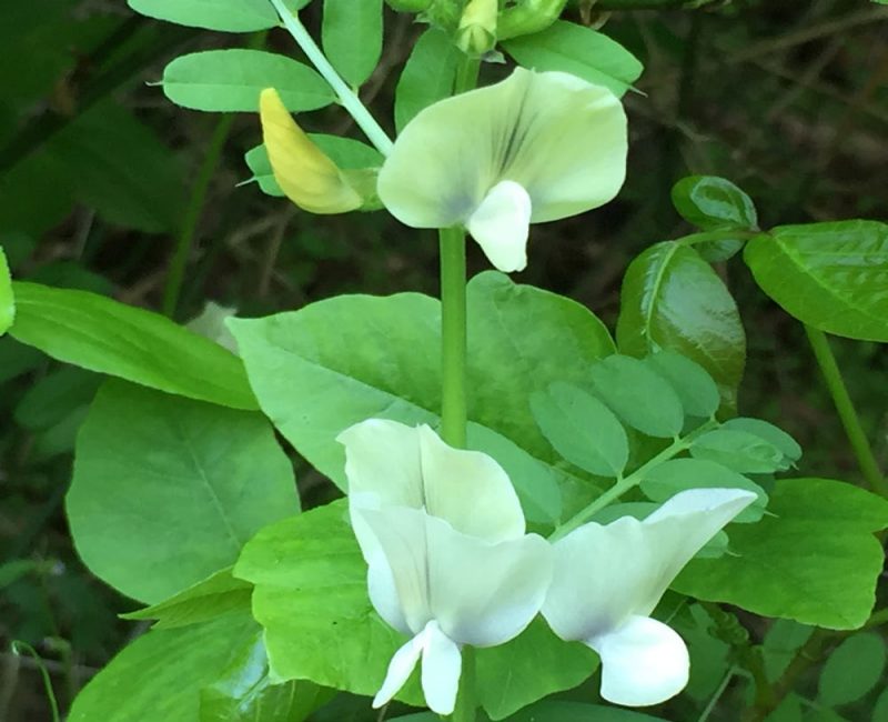 large-flowered vetch with white to yellow pea-shaped flowers and large green leaves