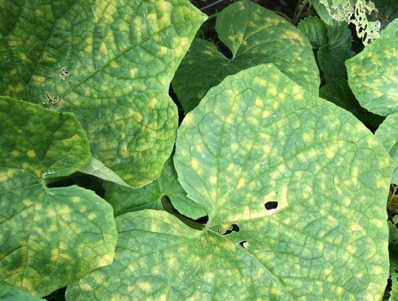 Green leaves have been spotted with yellow.