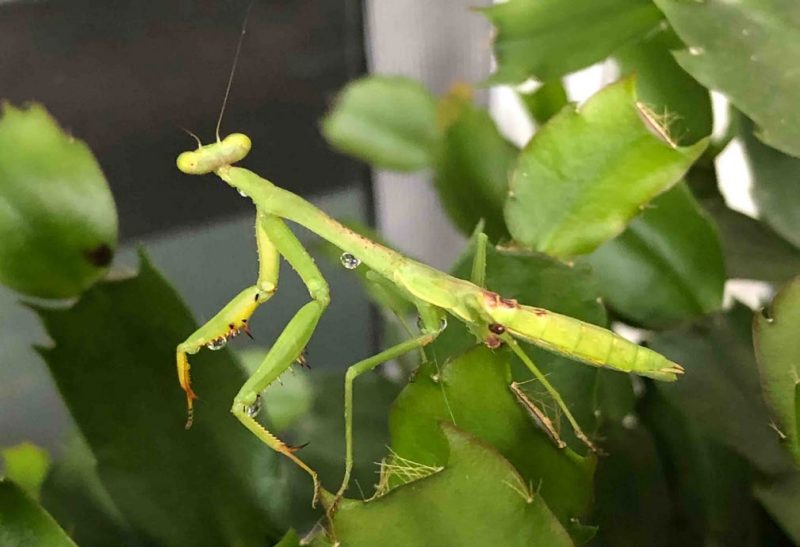 Large praying mantis on green leaves.