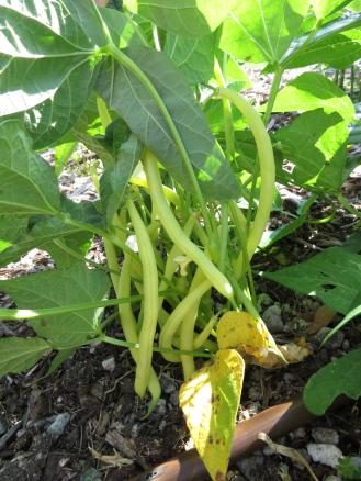 Phaseolus vulgaris-Eureka yellow wax bush beans in veggie garden