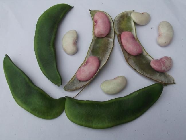 A close-up of lima beans