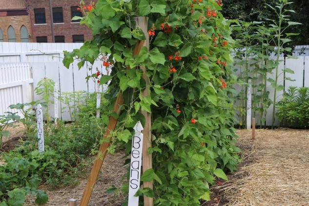 Several bean vines and stalks on a trellis with bright orange flowers.