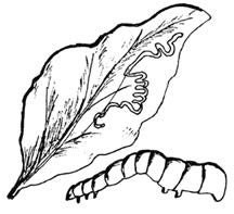 Illustration of a larva and spinach leaf