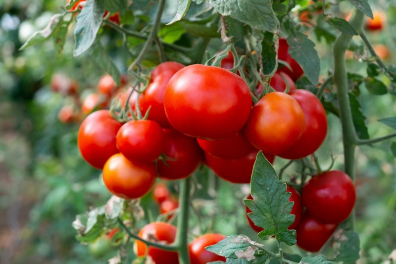 A cluster of red tomatoes growing on a stem.