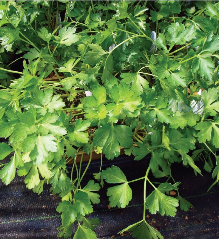 Parsley (Petroselinum crispum)