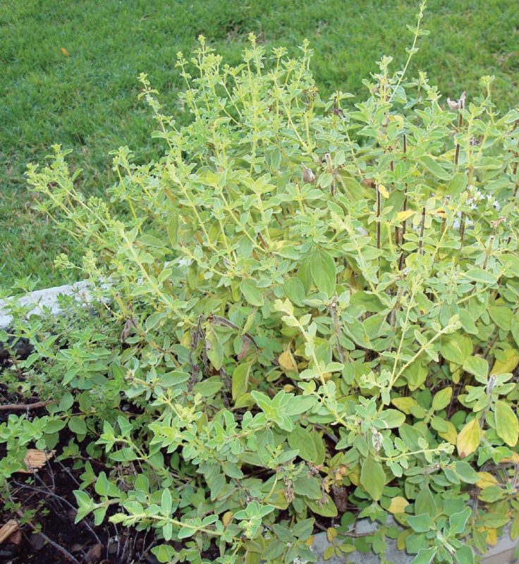 Oregano (Origanum spp.).