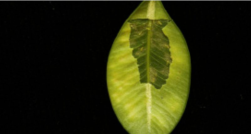 Boxwood leaf showing visible damage from leafminer larvae between the leaf surfaces.