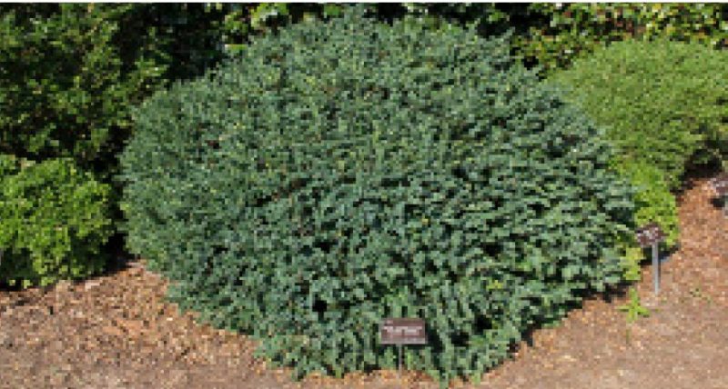Low mound form of Buxus sempervirens ‘Vadar Valley’.
