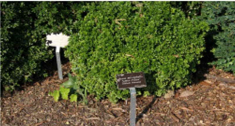 Compact dwarf boxwood shrub with a small sign in front, planted in a mulched garden bed.