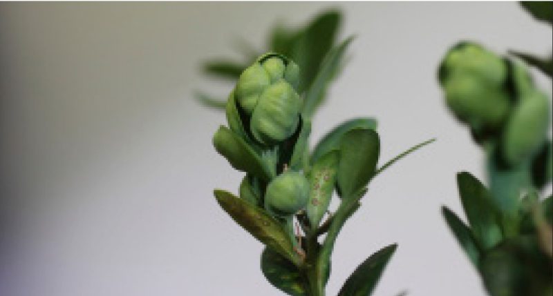 Boxwood leaves showing cupping caused by a psyllid infestation.