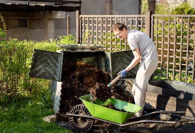Middle aged man digging and loading ready made compost into a wheelbarrow 
