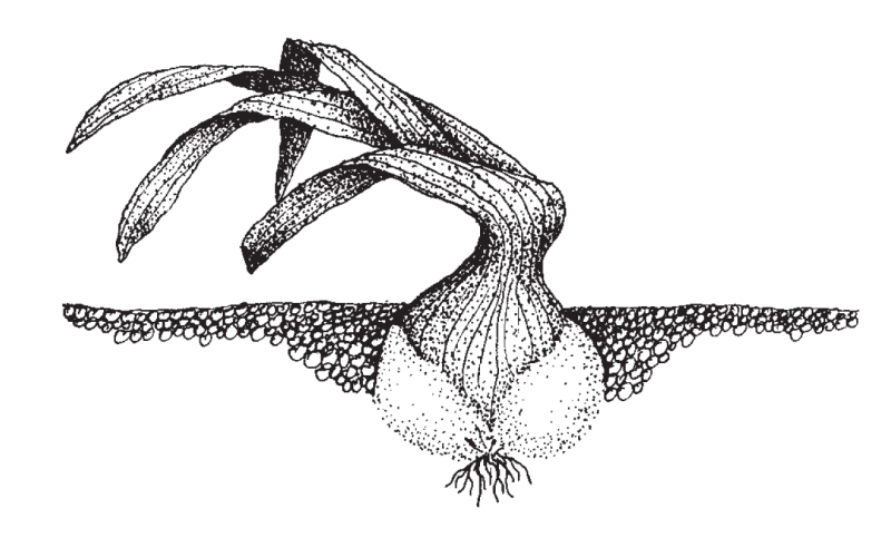An illustration of a bulbous plant planted in the ground