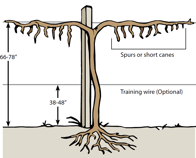 A yellow grapevine on a training wire 