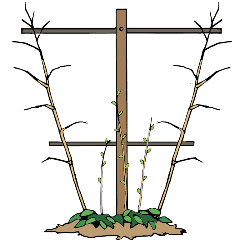Two bigger canes that are tied to a trellis and three smaller canes