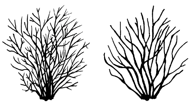 Unpruned blueberry plant with 30-40 canes compared with a pruned blueberry plant with 10-15 canes