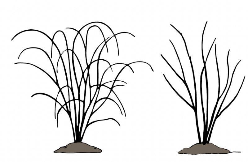 Unprunned plant has more canes and they are dropping down. Prunned plant has only 5 canes that are sticking straight up