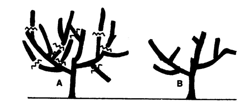 An Illustration of peach trees before and after pruning during the second winter