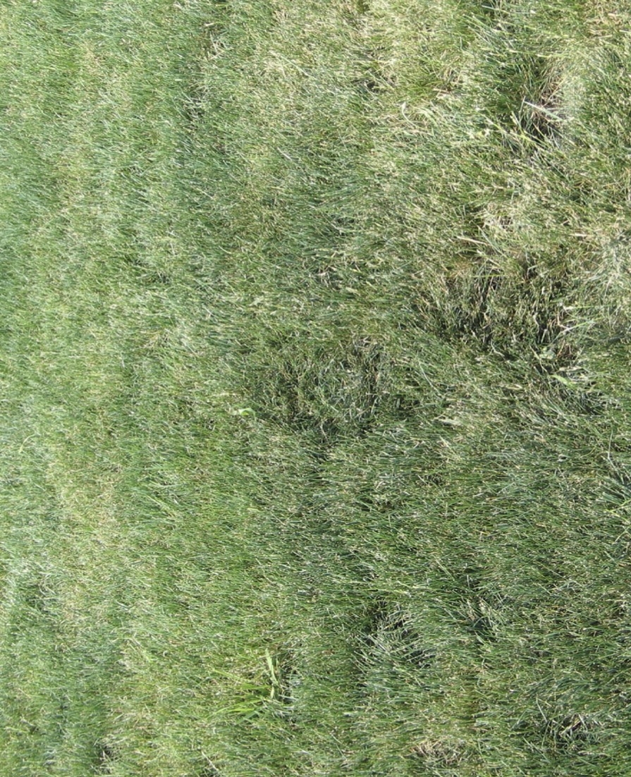 Photo of a green lawn.